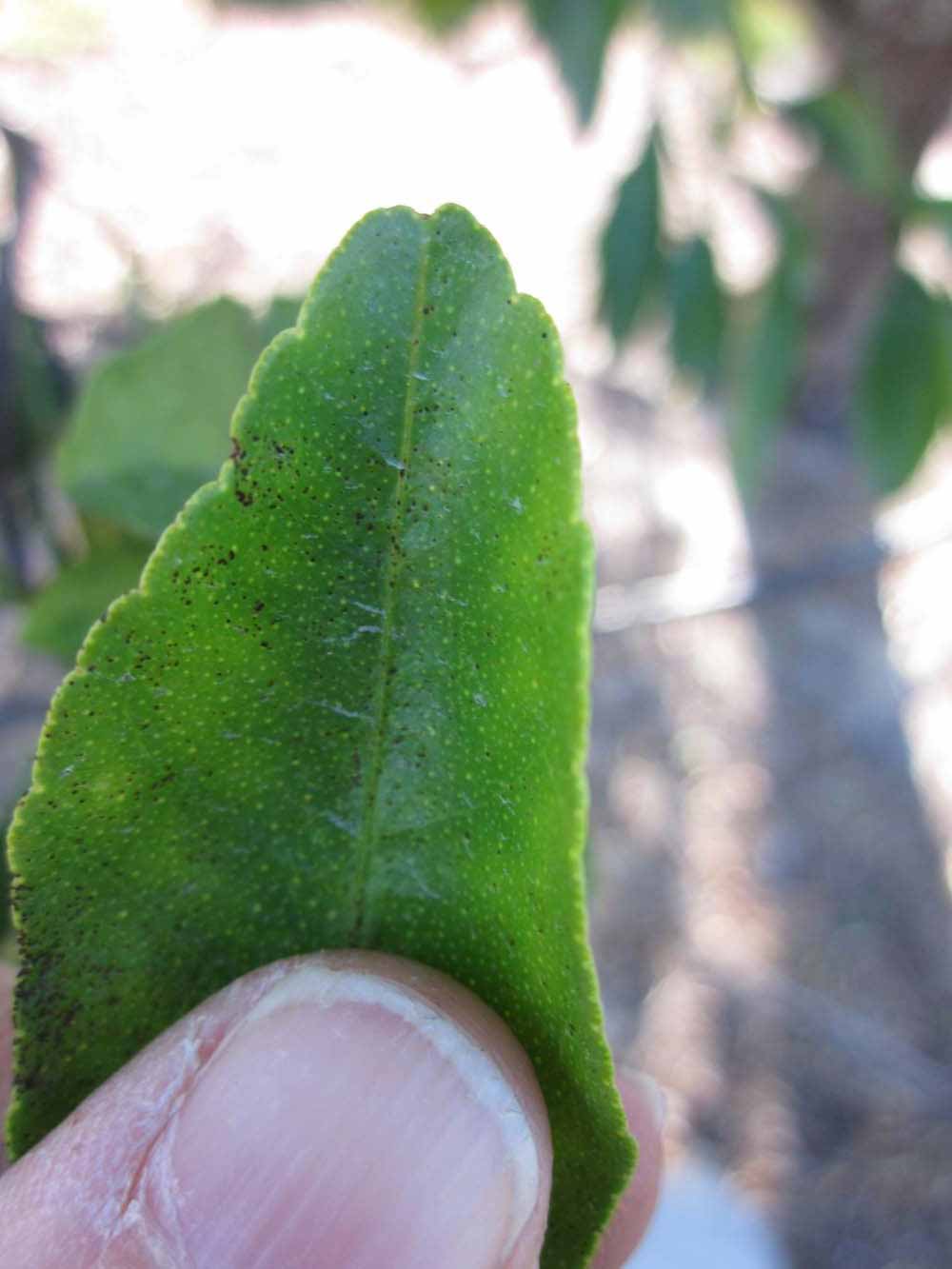              Margin (Winter Haven, FL)       